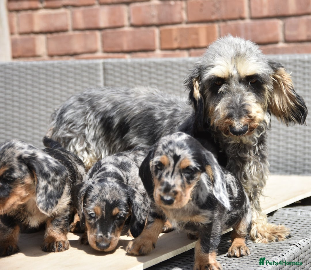 Dachshund dogs for sale: Wire-haired dachshund pups - Image 3