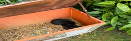 Netherland Dwarf rabbits for sale: Two black male Netherlands dwarfs - Advert 3