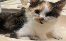 British Shorthair cats for sale: KITTENS FOR REHOMING - Image 4