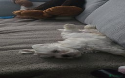 Maltese dogs for sale: Maltese boy for sale - Image 3