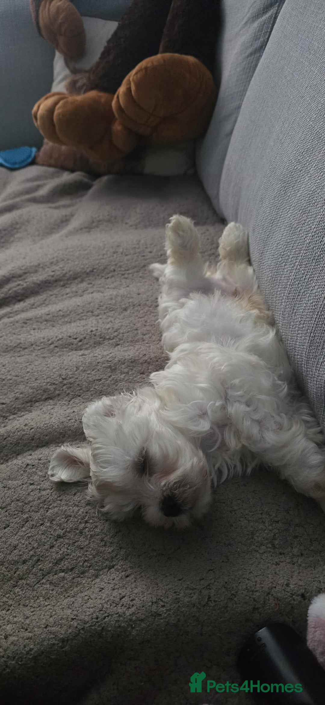 Maltese dogs for sale: Maltese boy for sale - Image 3