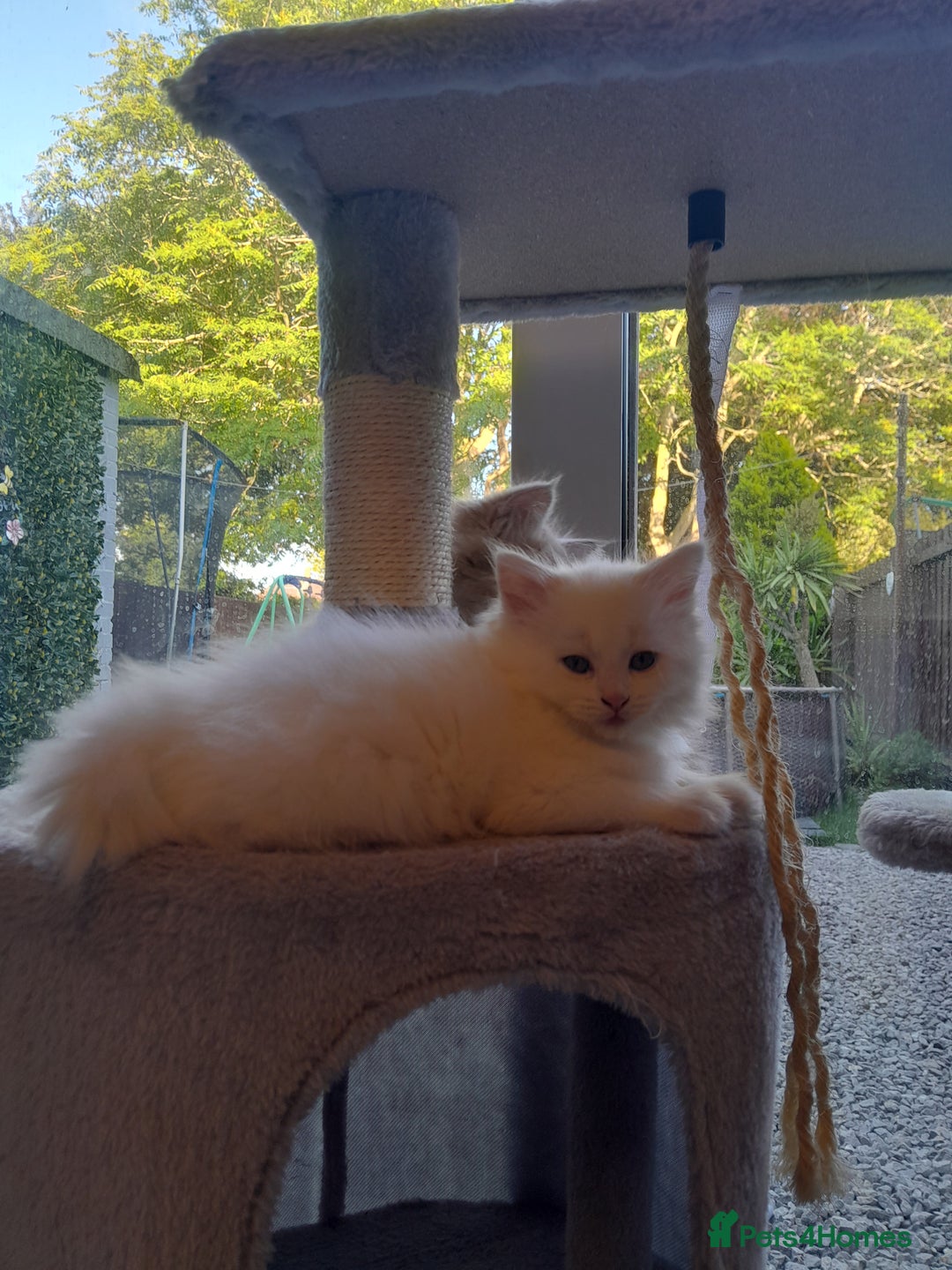 Maine Coon cats for sale: White female mainecoon kitten - Image 3