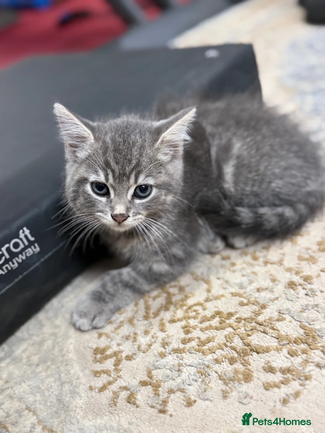Mixed Breed cats for sale: Gorgeous Grey and tabby kittens for sale  - Advert 2