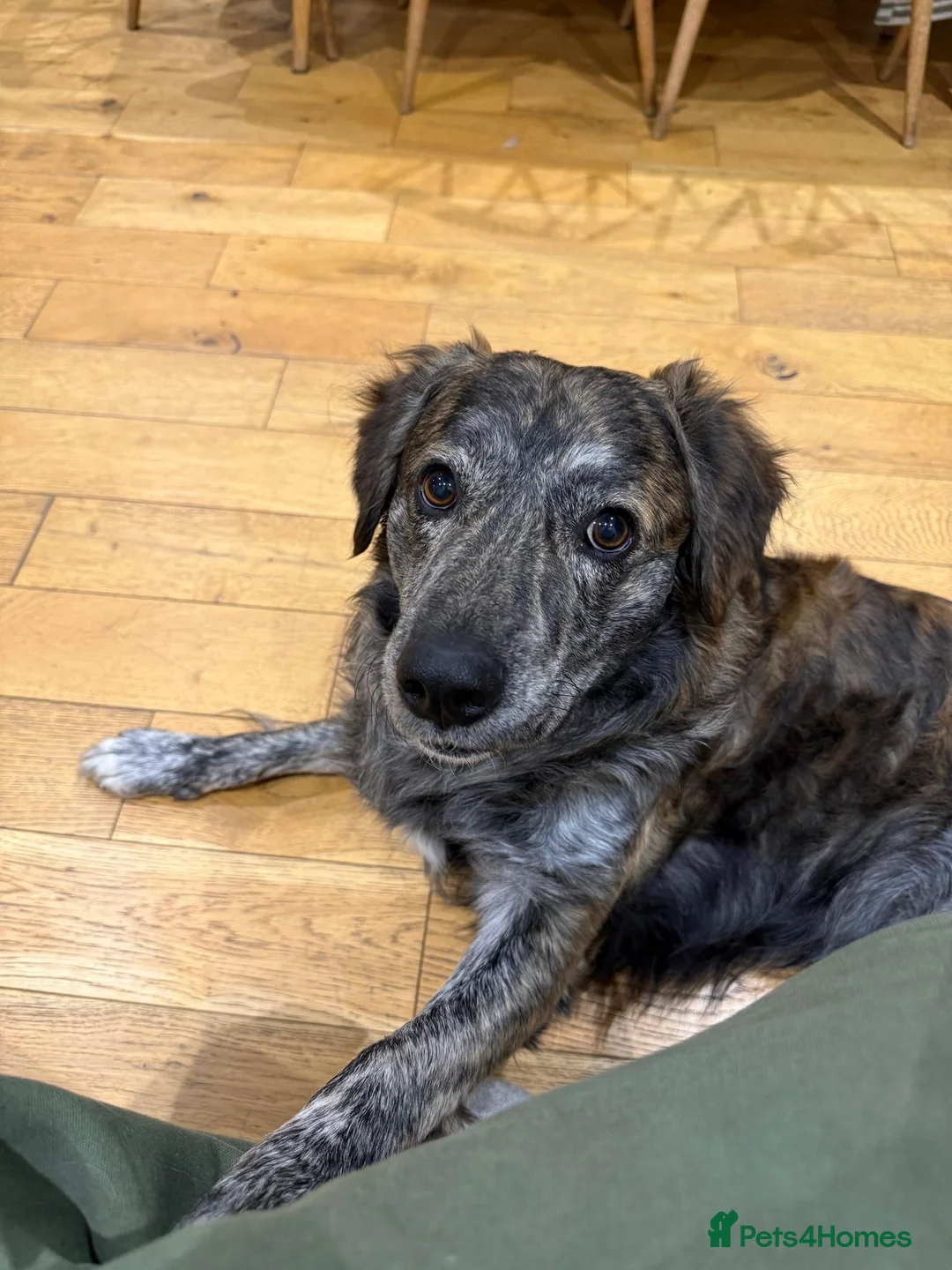 Mixed Breed dogs for adoption: Albie - Advert 11