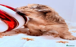 Shih Tzu dogs for sale: 3x Beautiful Pedigree Imperial Shih Tzu Girls - Advert 19