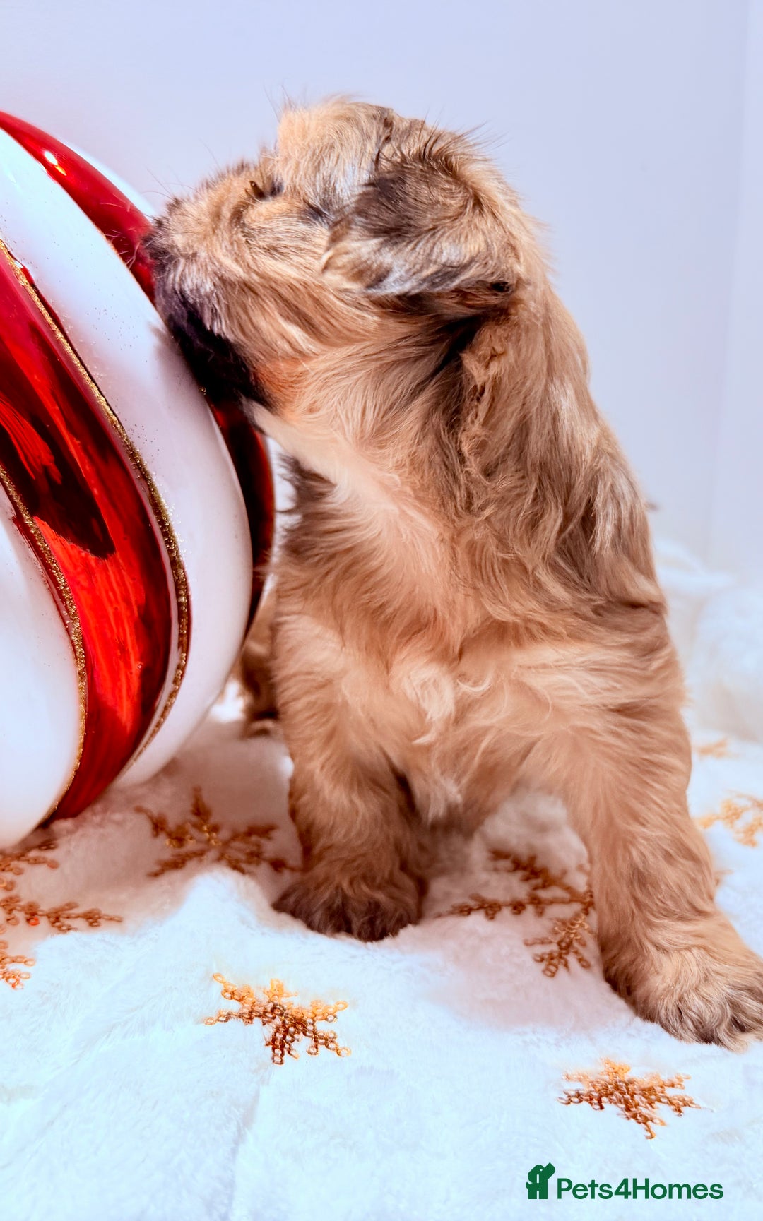 Shih Tzu dogs for sale: 3x Beautiful Pedigree Imperial Shih Tzu Girls - Advert 19