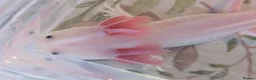 Axolotl reptiles for sale: Juvenile Leucistic Axolotls - Available Now - Advert 9