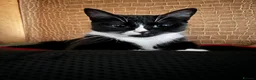 Mixed Breed cats for sale: 6 tuxedo kittens looking for a home (some fluffy!) in London - Advert 5