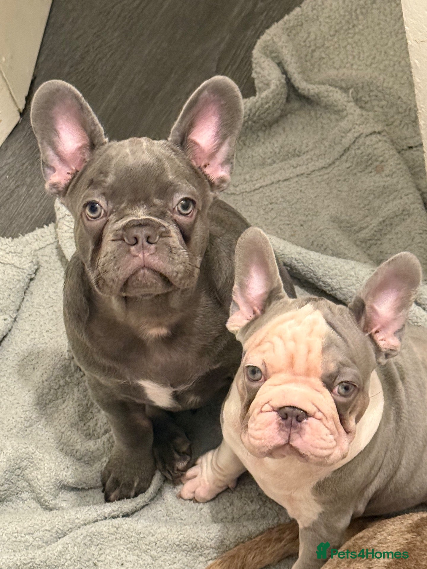 French Bulldog dogs Ready to go! Top quality French bulldogs  - Advert 8