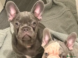 French Bulldog dogs Ready to go! Top quality French bulldogs - Advert 8