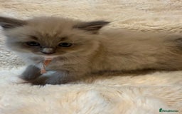 Ragdoll cats for sale: Beautiful mink point Ragdolls! 🩶🤍 - Image 30