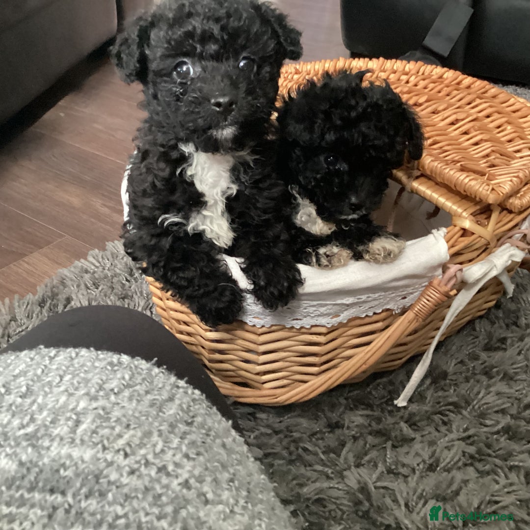 Jackapoo dogs for sale: 2 Toy poodle 3/4 Boys - Image 9