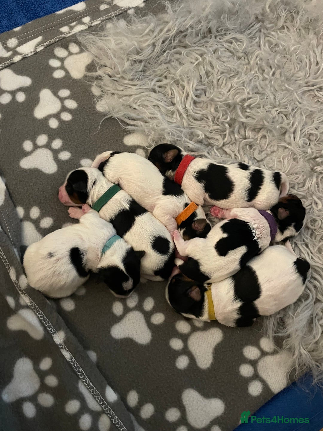Biewer Terrier dogs for sale: Biewer Terrier Puppies  - Advert 10