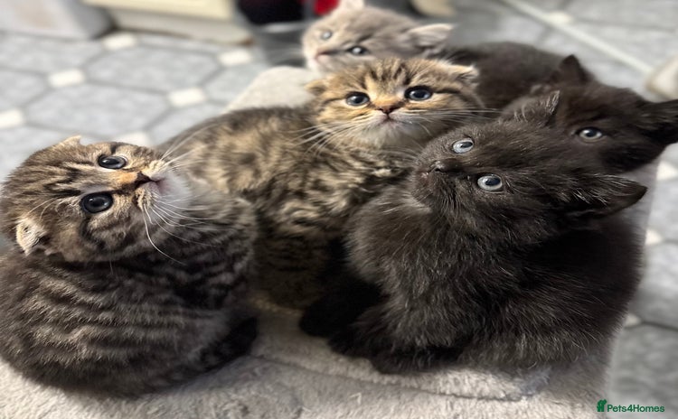 Scottish Fold cats - Advert 11