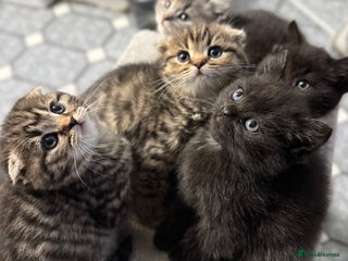Scottish Fold cats - Advert 1