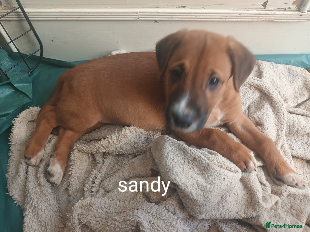 Mixed Breed dogs for sale: Collie x mixed hound puppies - Image 8