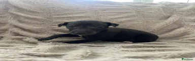 Whippet Puppy 9