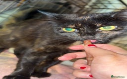 British Longhair cats for sale: Rescue kittens🧡 - Image 13