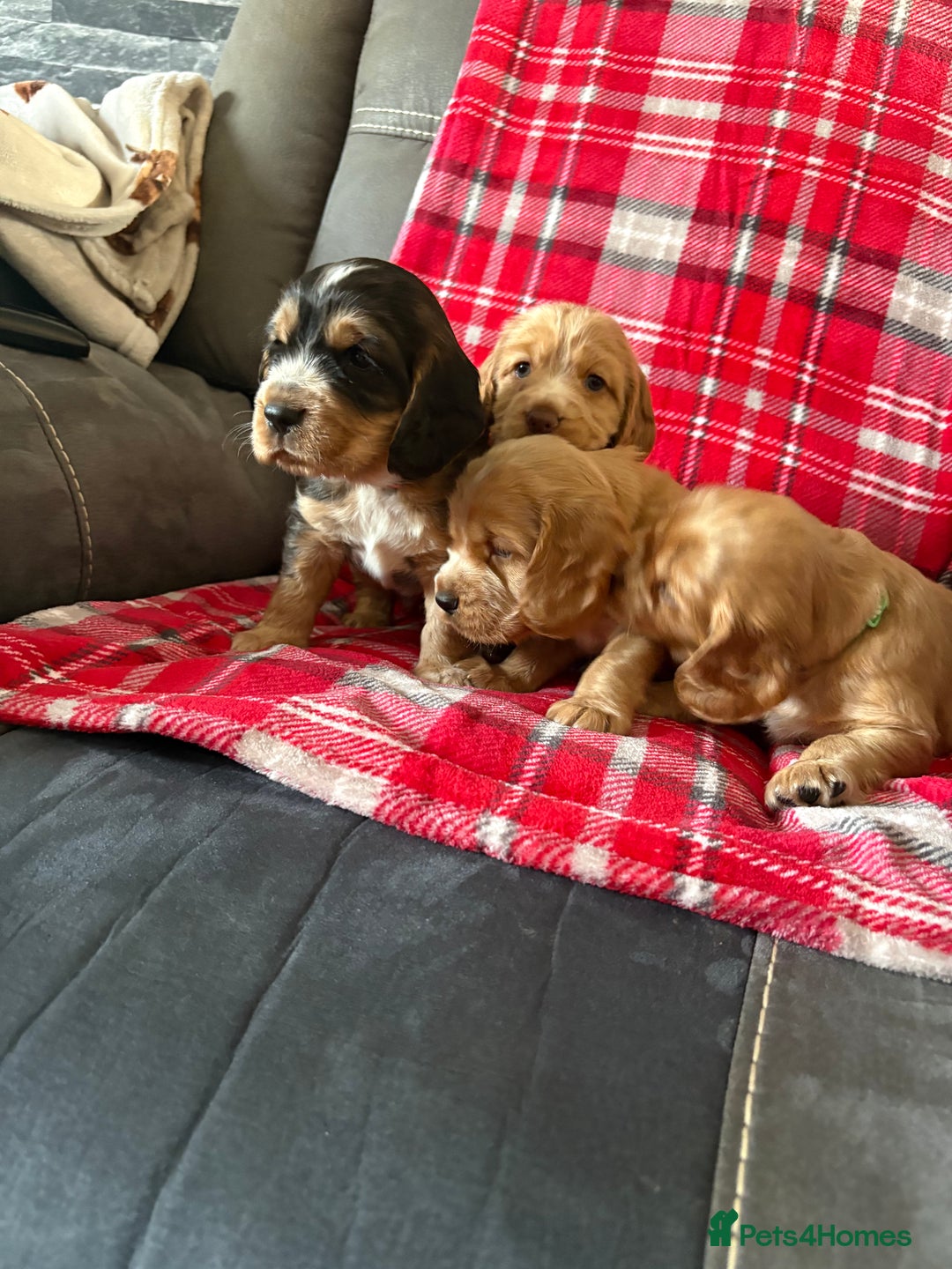 Cocker Spaniel dogs for sale: Show type cocker spaniel pups - Advert 8