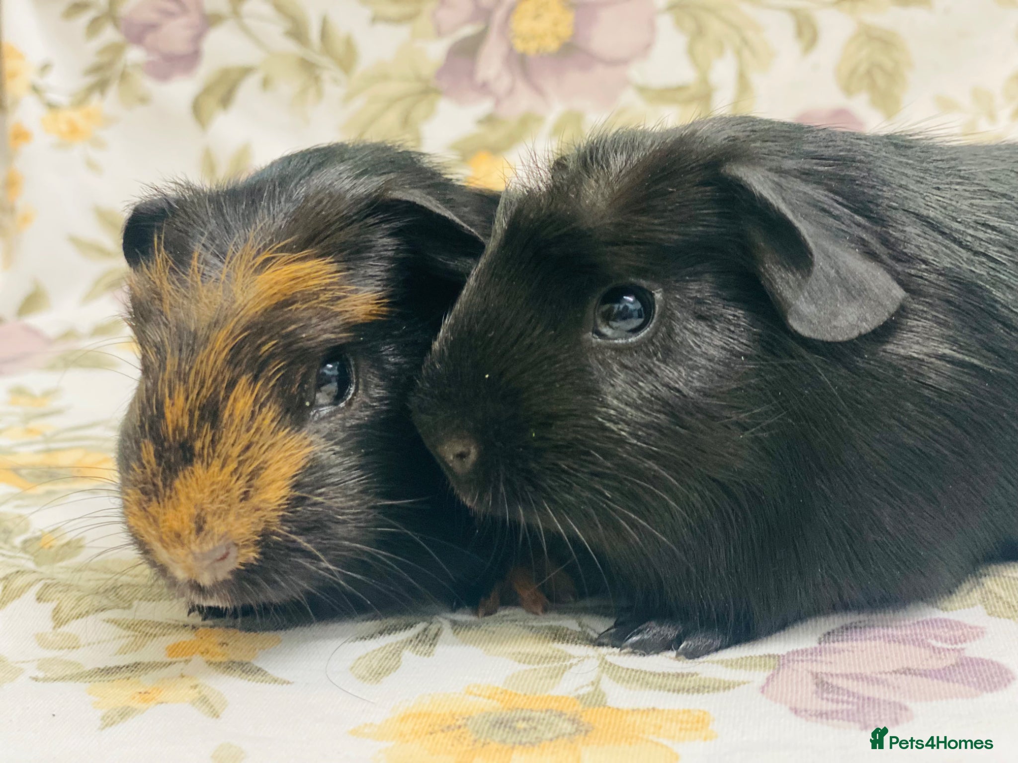 Guinea Pig rodents Pair of baby brothers available smooth guineapigs  - Advert 13