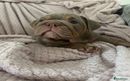 English Bulldog dogs for sale: Star Studded English Bulldogs - Image 8