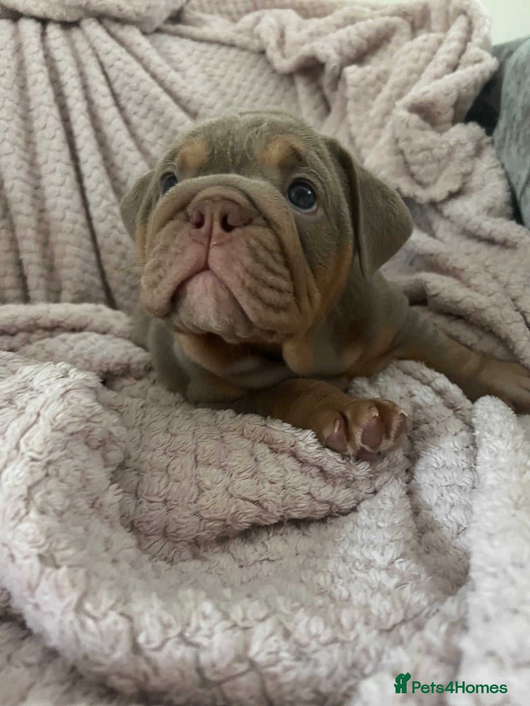 English Bulldog dogs for sale: Star Studded English Bulldogs - Image 8