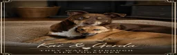 Mixed Breed dogs for adoption: 💙KAI & ❤️GERDA- Bonded And Simply Perfect in Retford - Advert 1