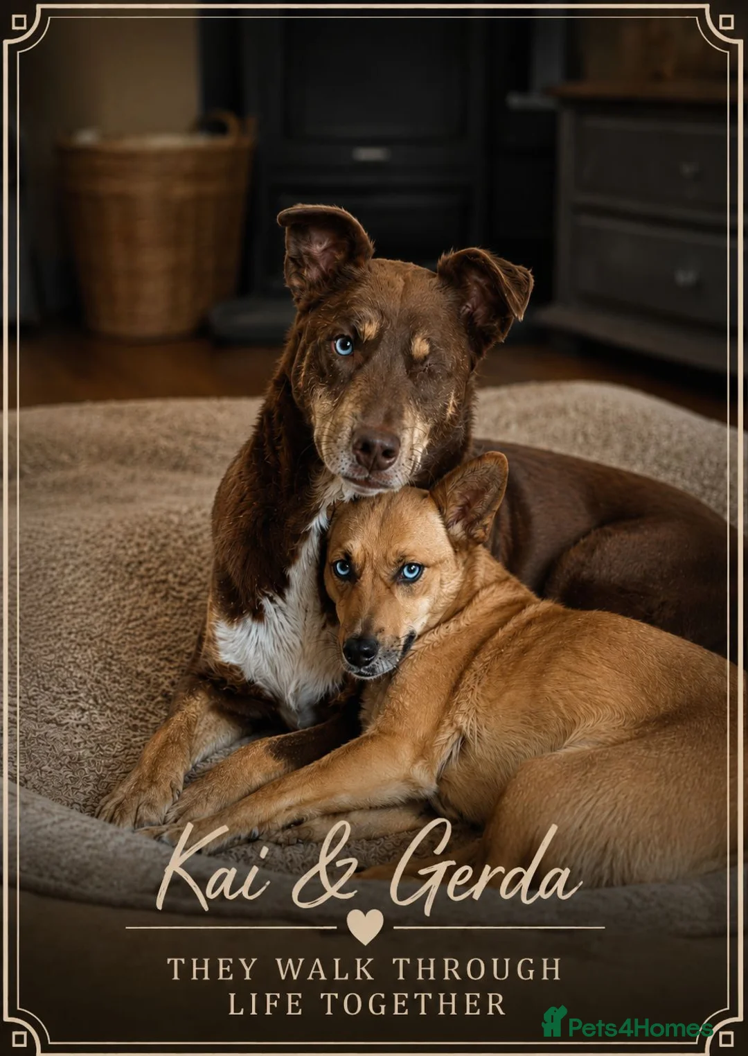 Mixed Breed dogs for adoption: 💙KAI & ❤️GERDA- Bonded And Simply Perfect in Retford - Advert 1