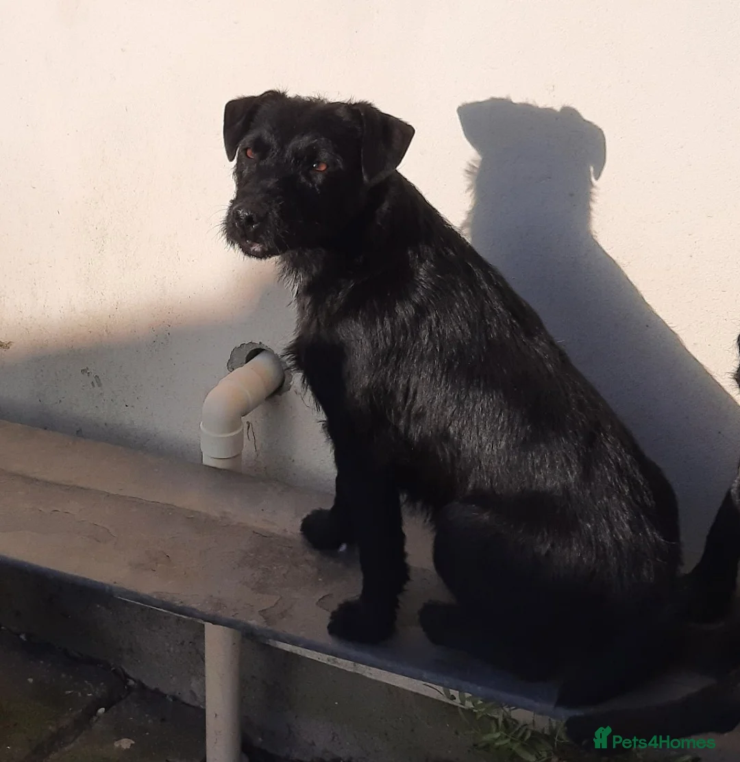 Mixed Breed dogs for sale: Beautiful beagle cross puppies  in Bridgend - Advert 7