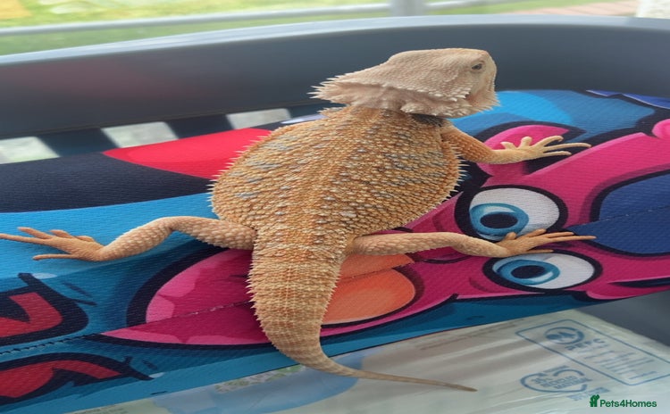 Bearded Dragon reptiles - Advert 1