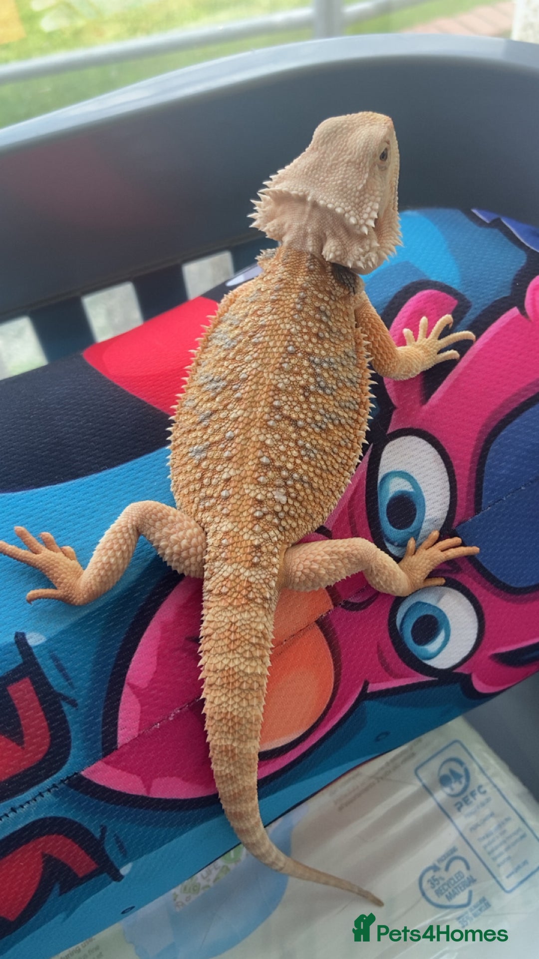 Bearded Dragon reptiles for sale: Female hypo baby bearded dragon - Image 1