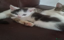 Domestic Shorthair cats for sale: 🐾✨ Adorable Litter of Kittens ✨🐾 - Image 7