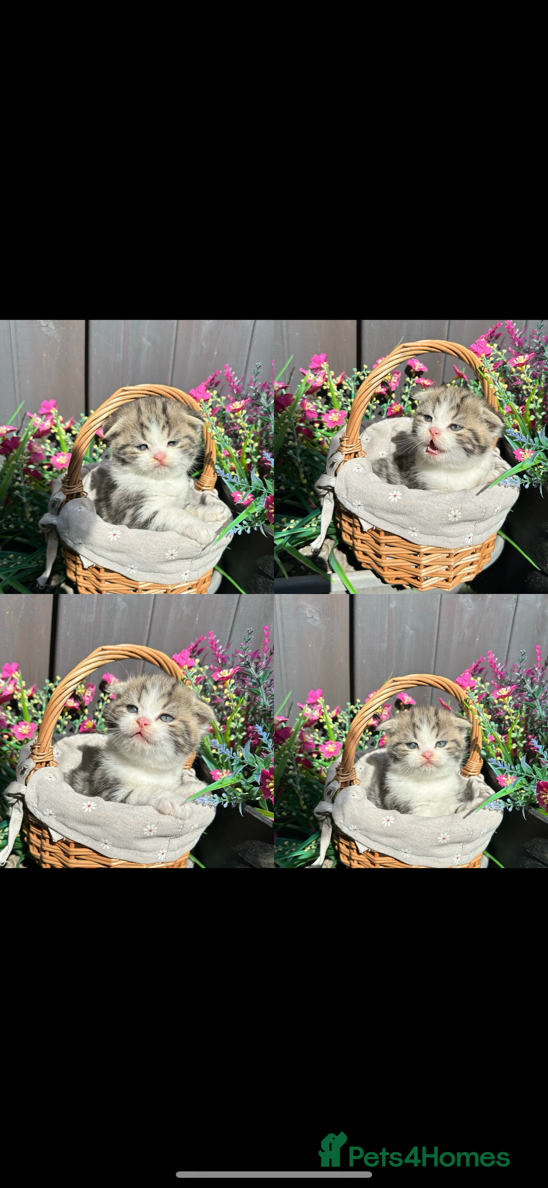 Scottish Fold cats for sale: Teddy 🤎🤍Adorable Scottish Fold Boy 🧸🦉  - Image 3