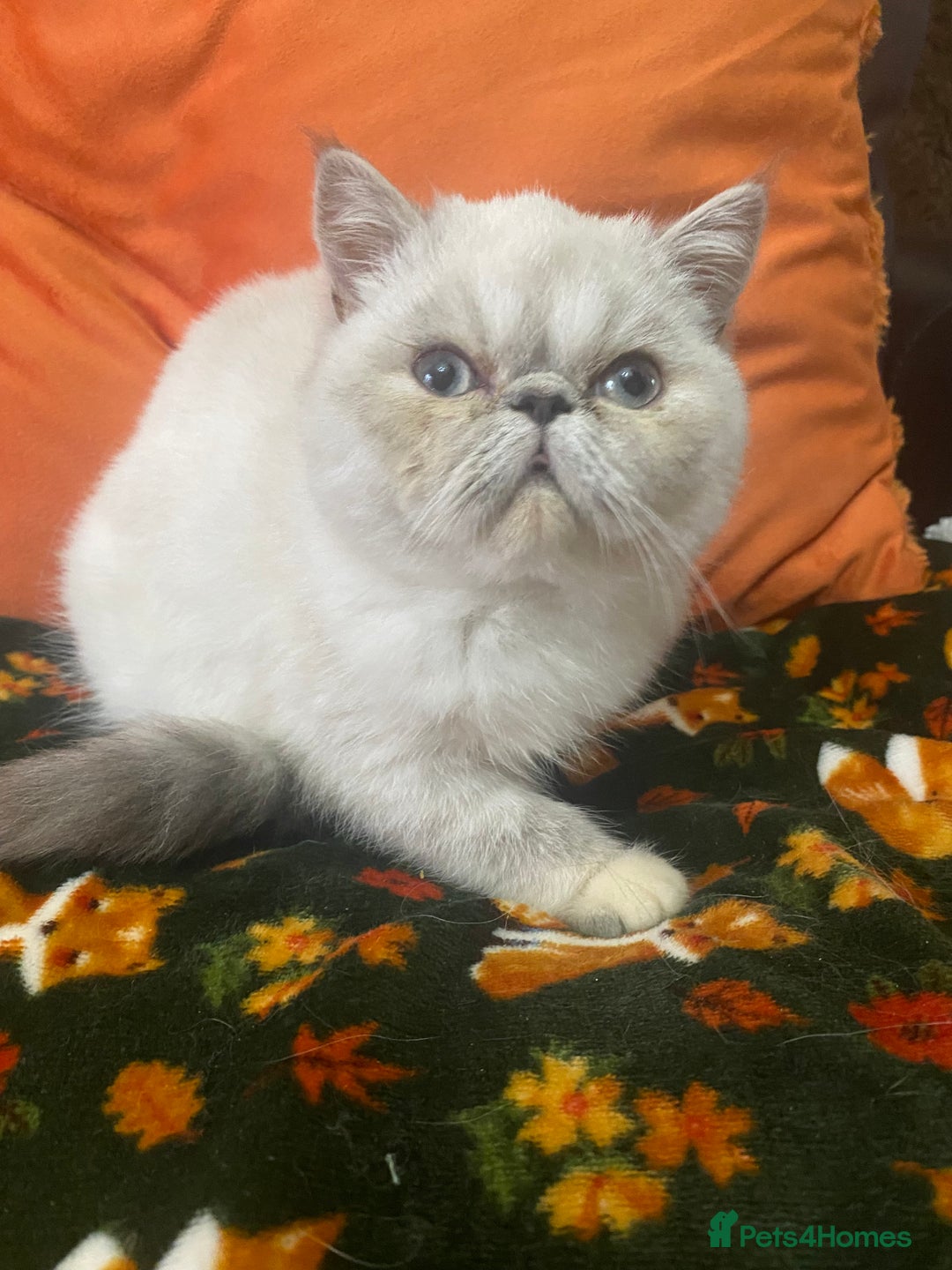 Exotic cats for sale: EXCEPTIONAL GCCF PERSIAN EXOTIC  - Image 14