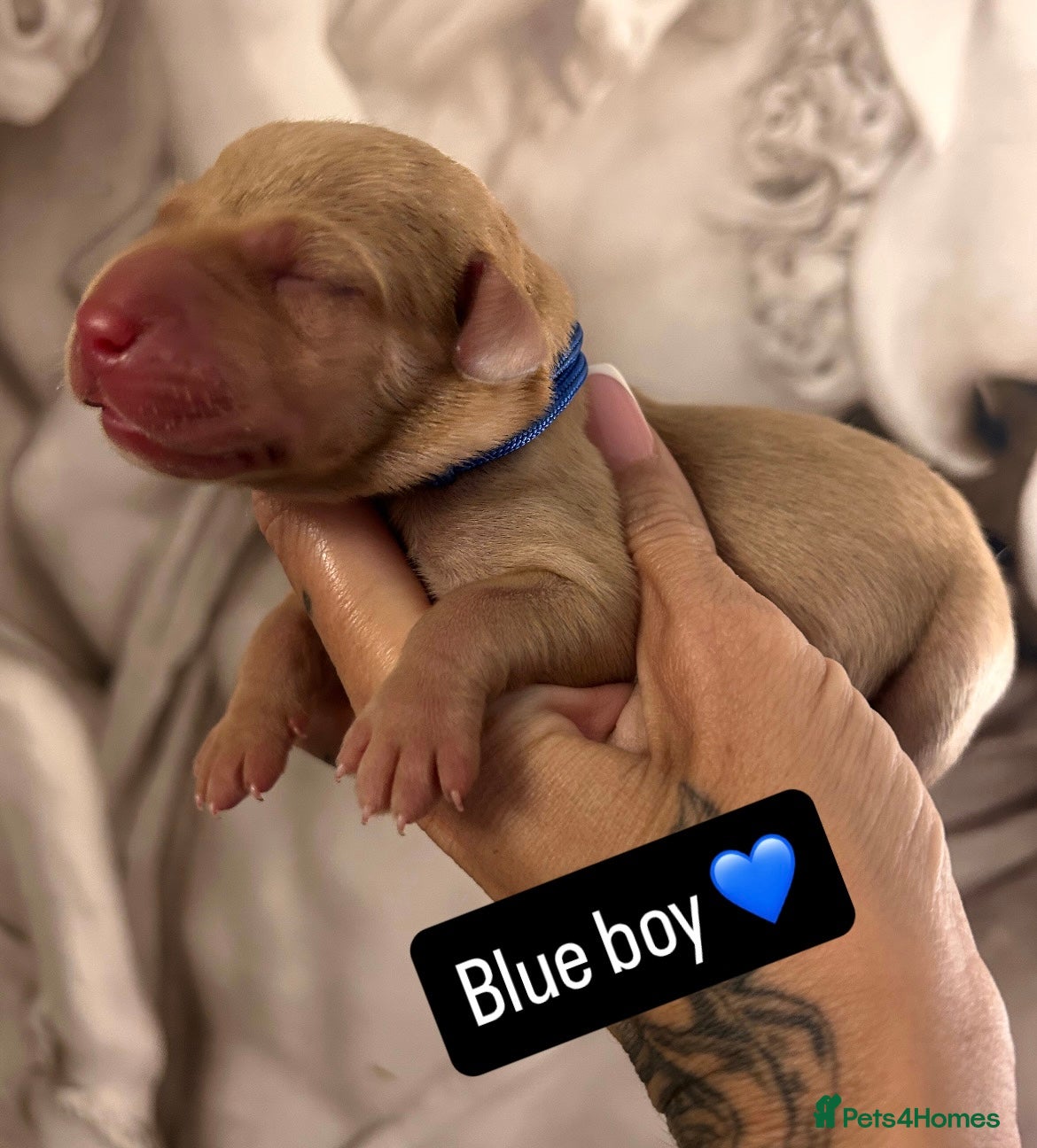 Labrador Retriever dogs for sale: Follow your pups journey from birth ❤️ - Advert 9