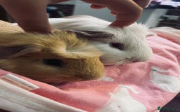 Guinea Pig rodents for sale: 2 girl Guinea pigs  - Image 4