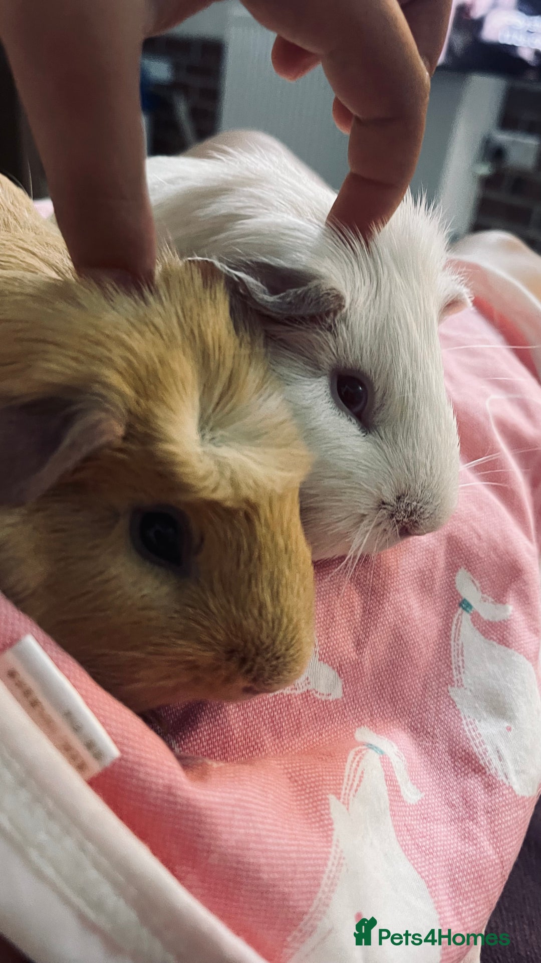 Guinea Pig rodents for sale: 2 girl Guinea pigs  - Image 4