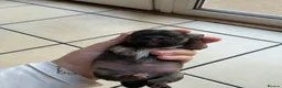 Pekingese dogs for sale: Pure Pekingese Puppies  - Advert 12