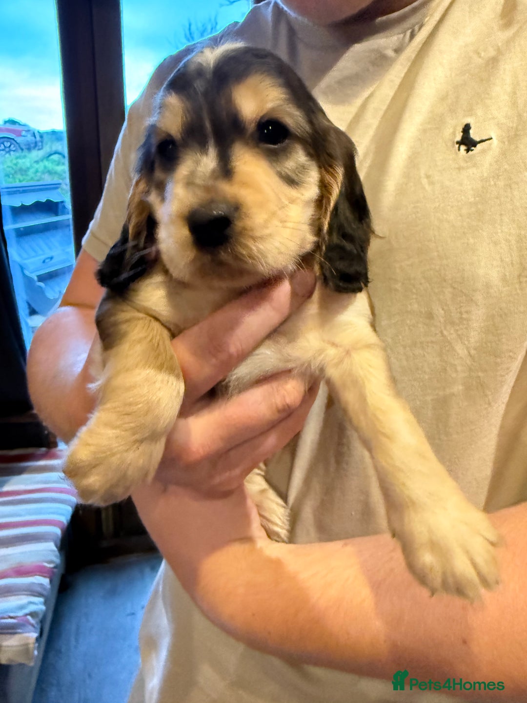 Cocker Spaniel dogs for sale: Wonderful show type cocker spaniels - Image 20