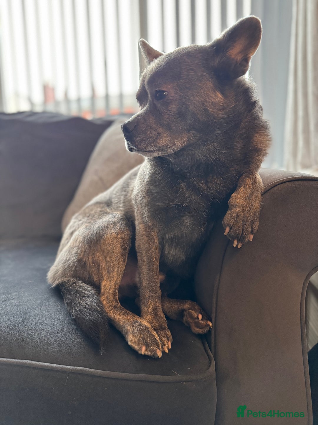 Mixed Breed dogs for sale: Ronnie  - Advert 31