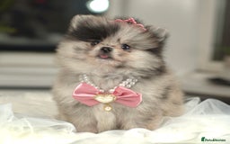 Pomeranian dogs for sale: ✨Tiny Teddy Face 🐻 KC Registered Parents ✨ - Image 11