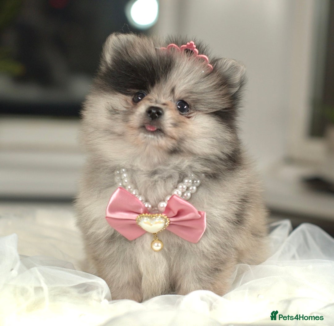 Pomeranian dogs for sale: ✨Tiny Teddy Face 🐻 KC Registered Parents ✨ - Image 11