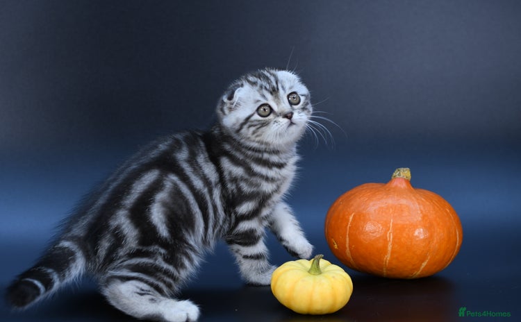 Scottish Fold cats - Advert 11