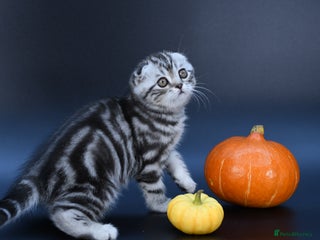 Scottish Fold cats - Advert 1