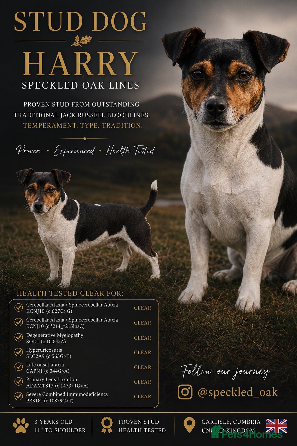 Jack Russell dogs  Miniature Jack Russell STUD & DNA Health Tested - Advert 1
