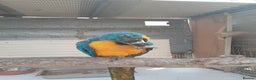 Macaws birds for sale: Blue and Gold Macaw for sale  - Advert 5