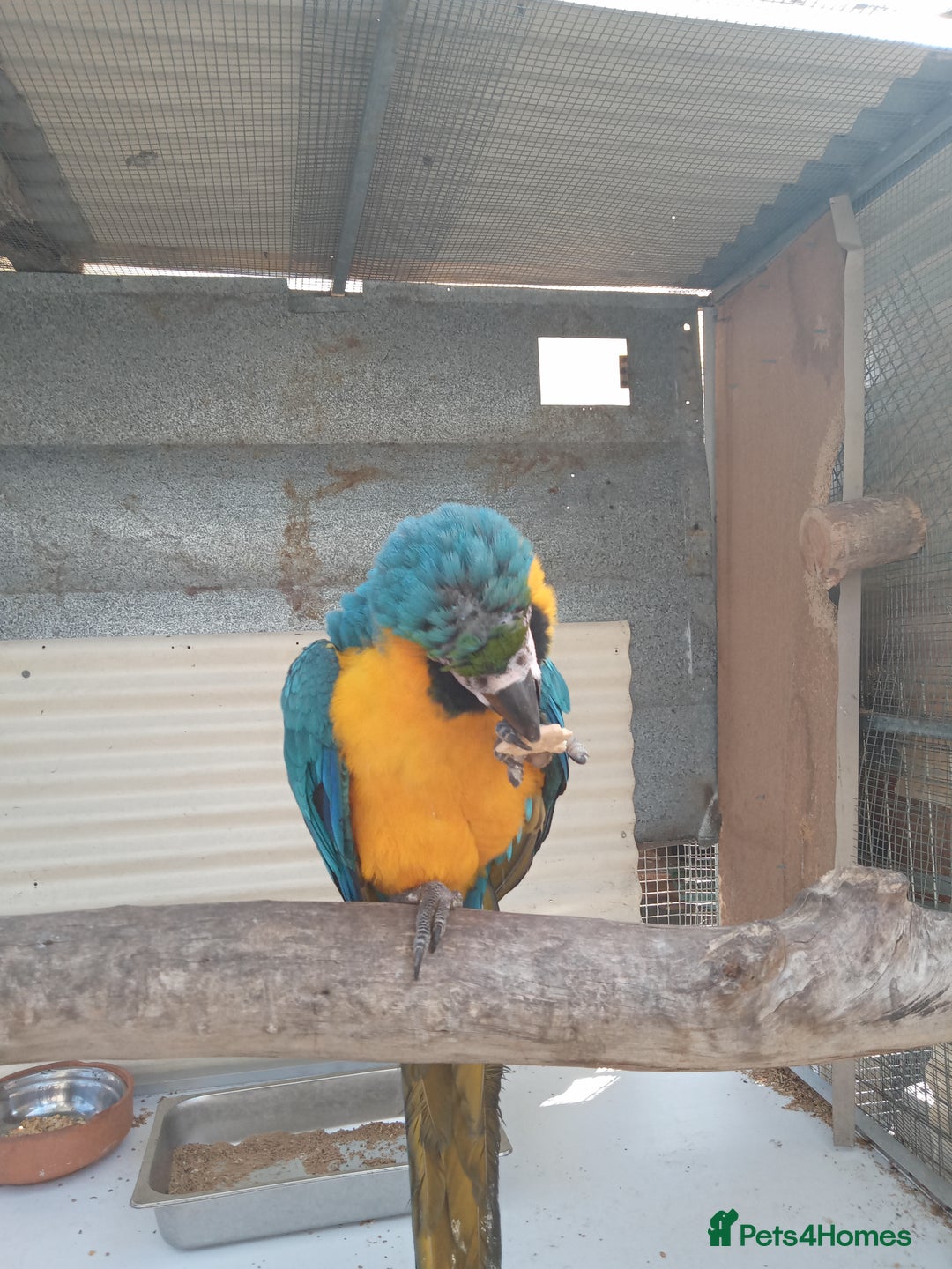 Macaws birds for sale: Blue and Gold Macaw for sale  - Advert 5