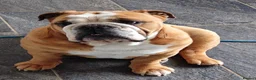 English Bulldog dogs for sale: English bulldog - 4 years old - Advert 1