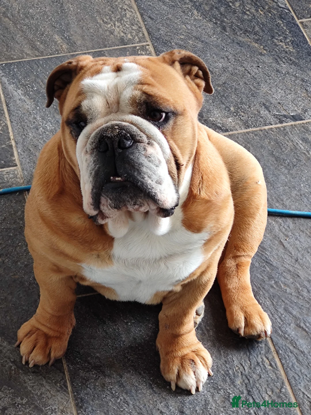 English Bulldog dogs for sale: English bulldog - 4 years old - Advert 1