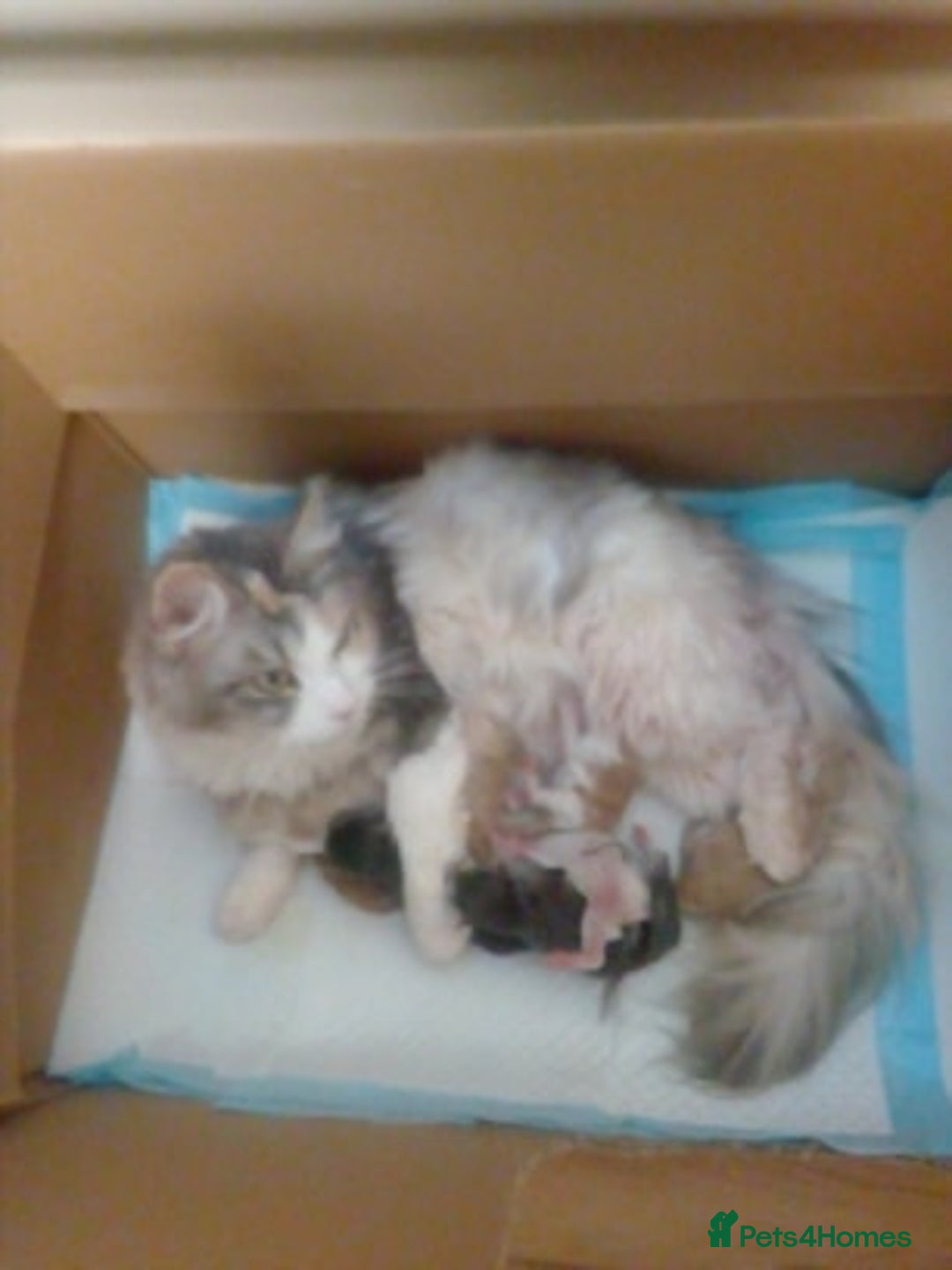 Maine Coon cats for sale: beautiful maine coon kittens - Image 6